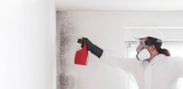 Best Certified Mold Removal  in La Plata, MD