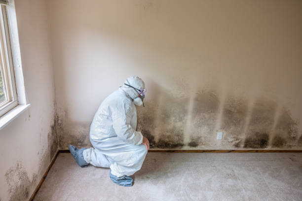 Mold Testing and Removal in La Plata, MD