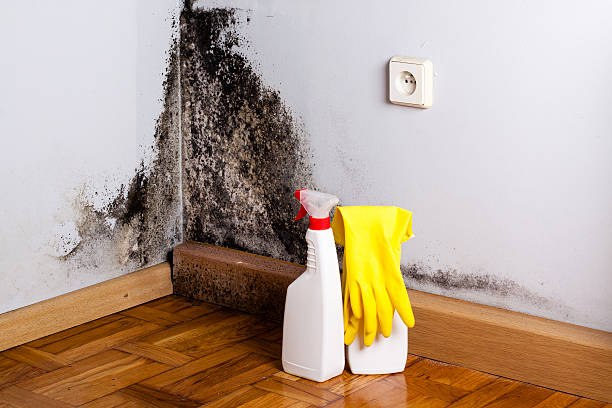 Best Black Mold Removal  in La Plata, MD