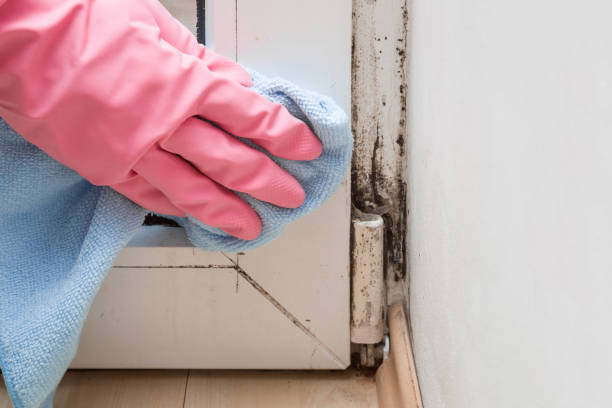 Best Mold Damage Repair  in La Plata, MD